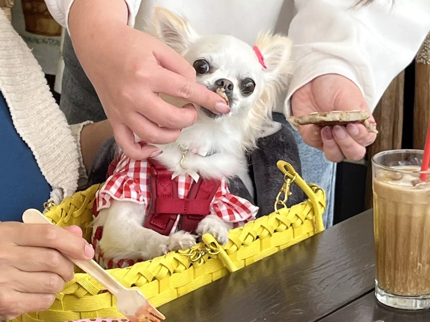 トイプードルの写真