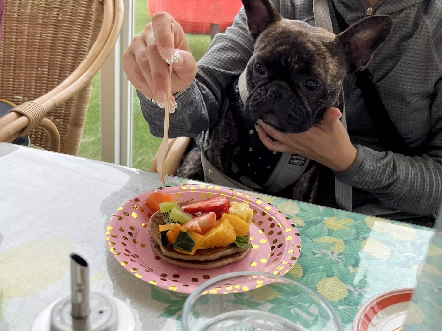 トイプードルの写真