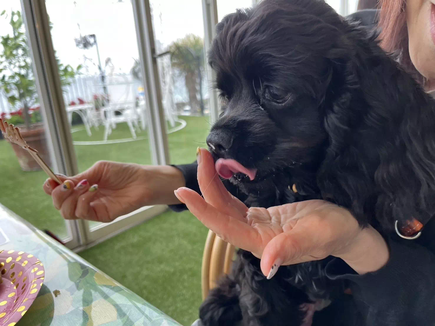 トイプードルの写真