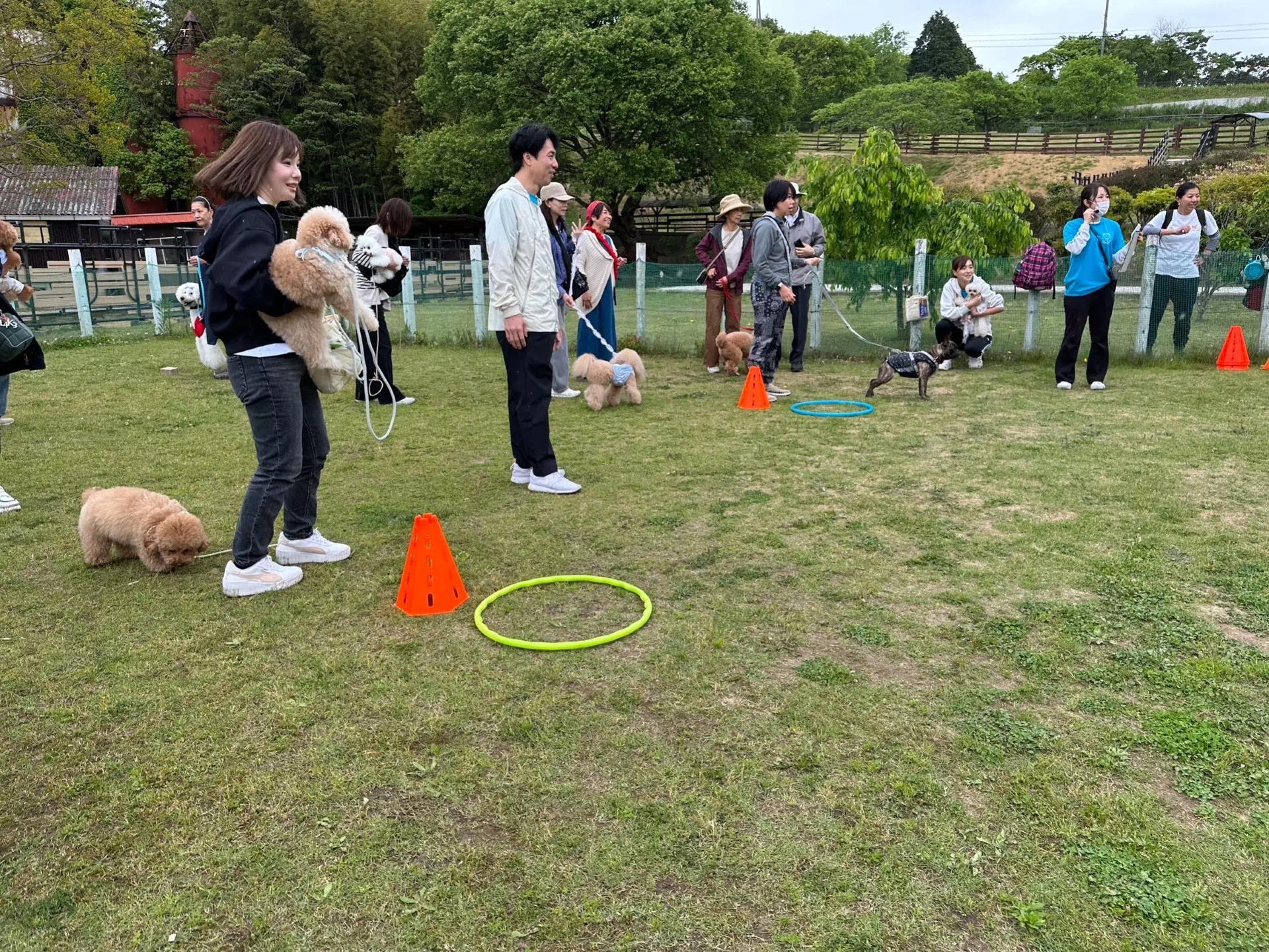 トイプードルの写真