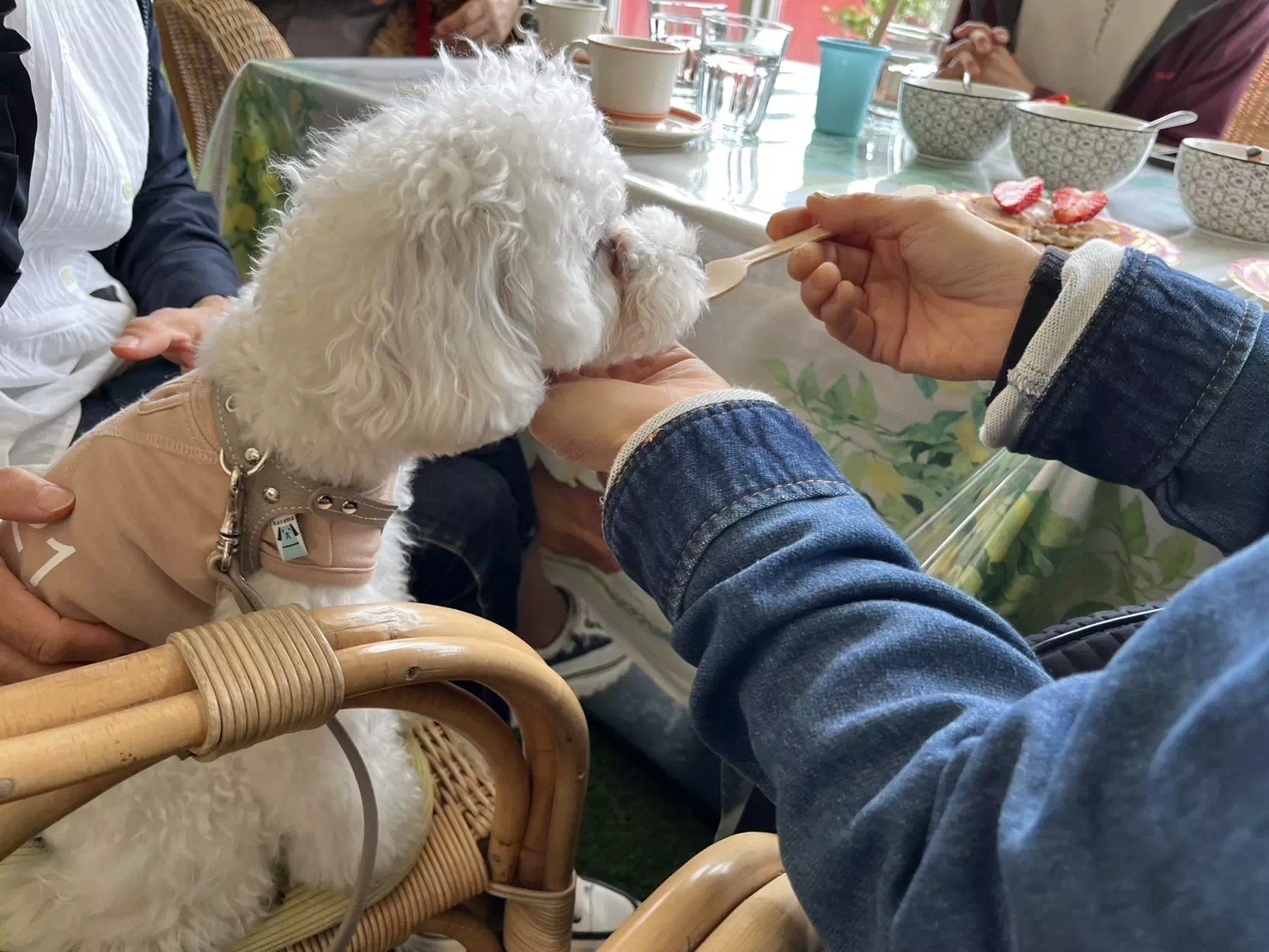 トイプードルの写真