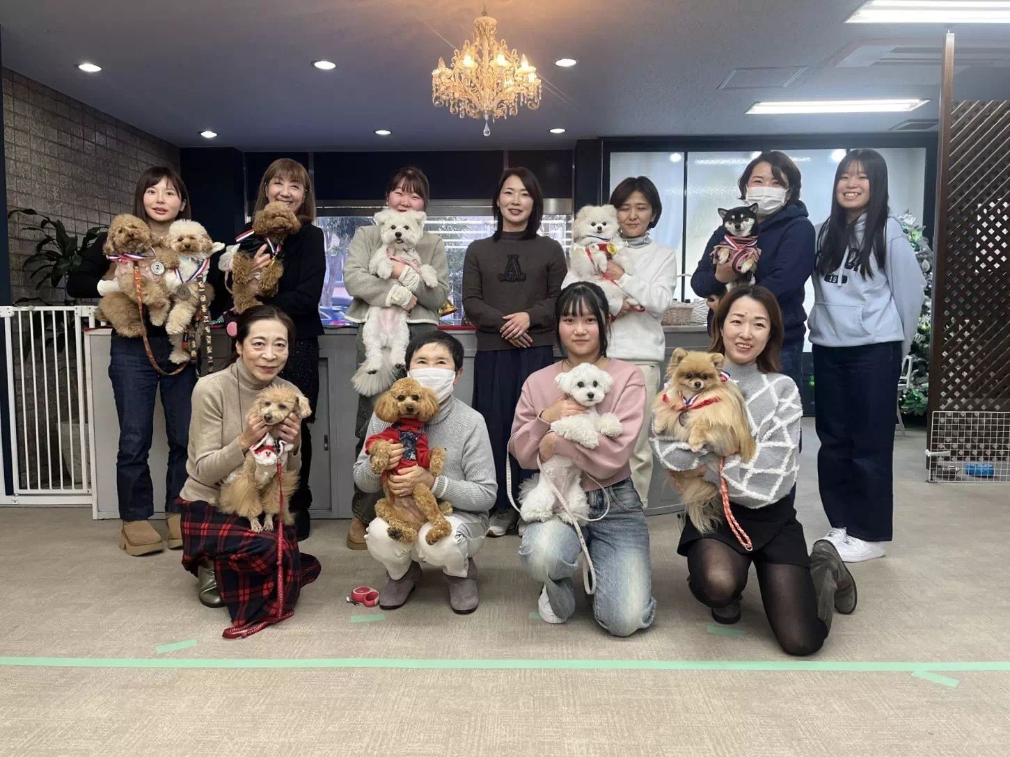 トイプードルの写真