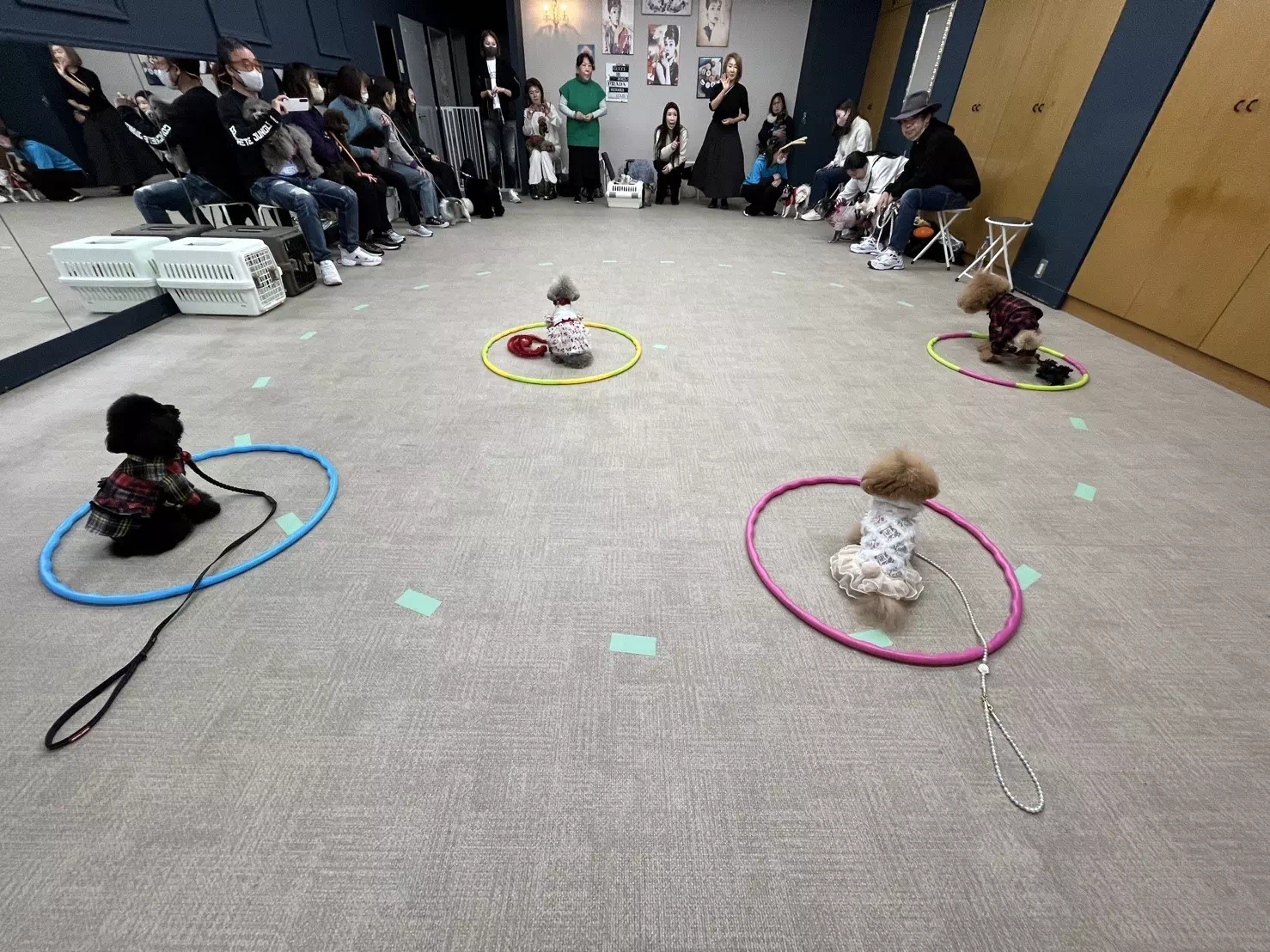 トイプードルの写真