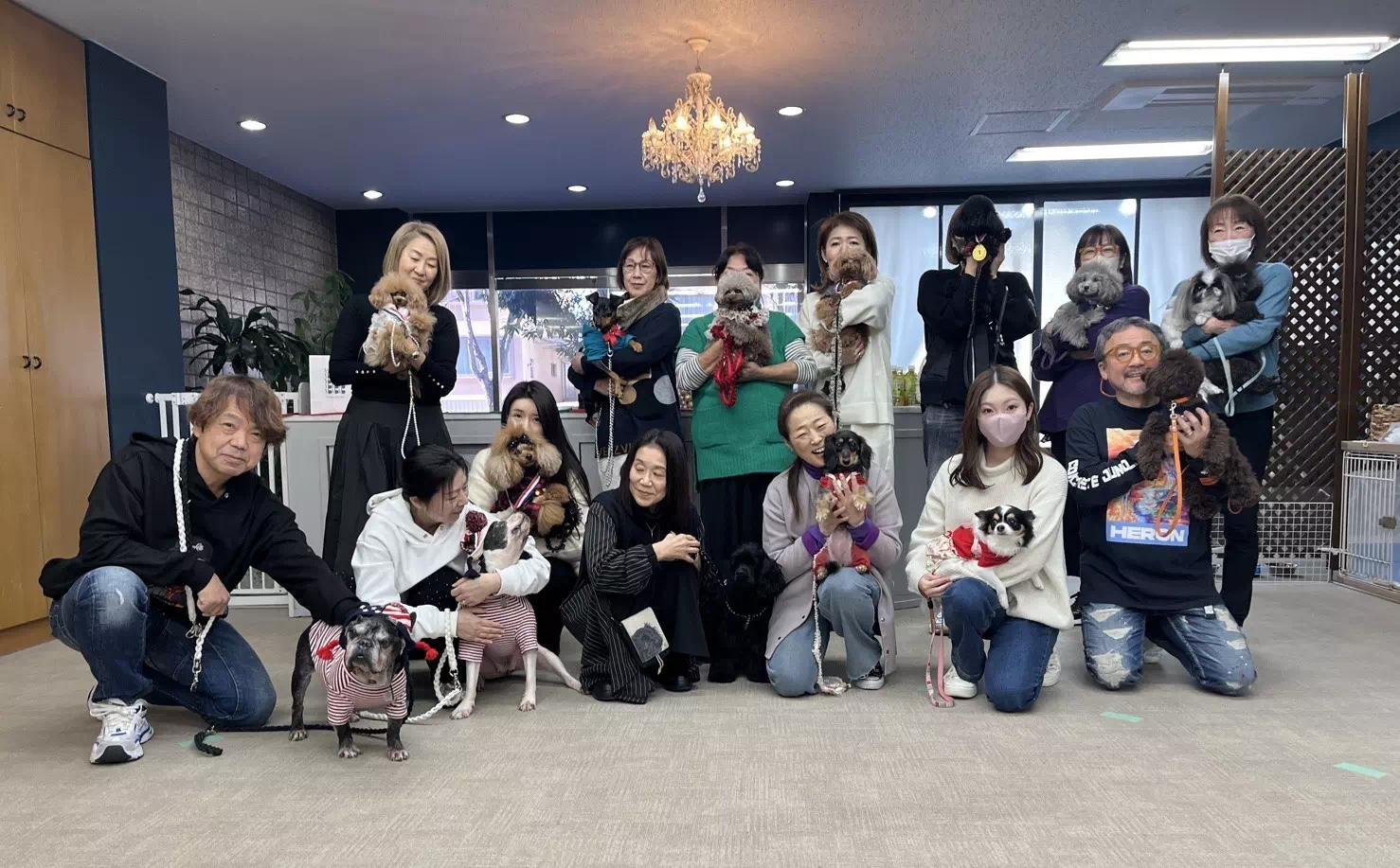 トイプードルの写真