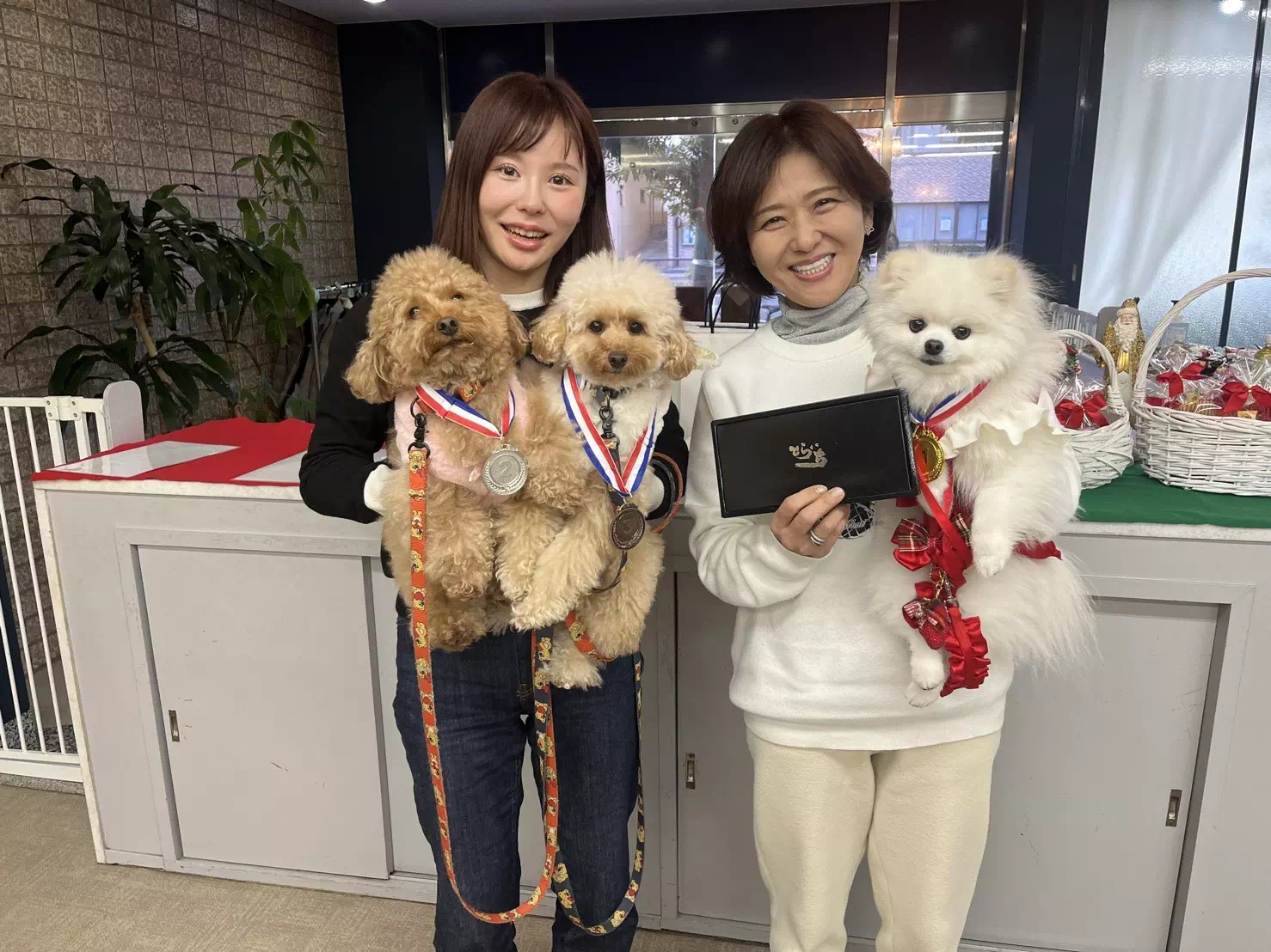 トイプードルの写真