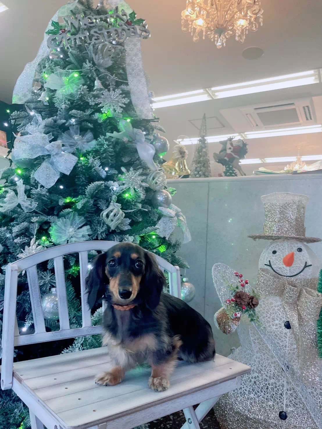 トイプードルの写真