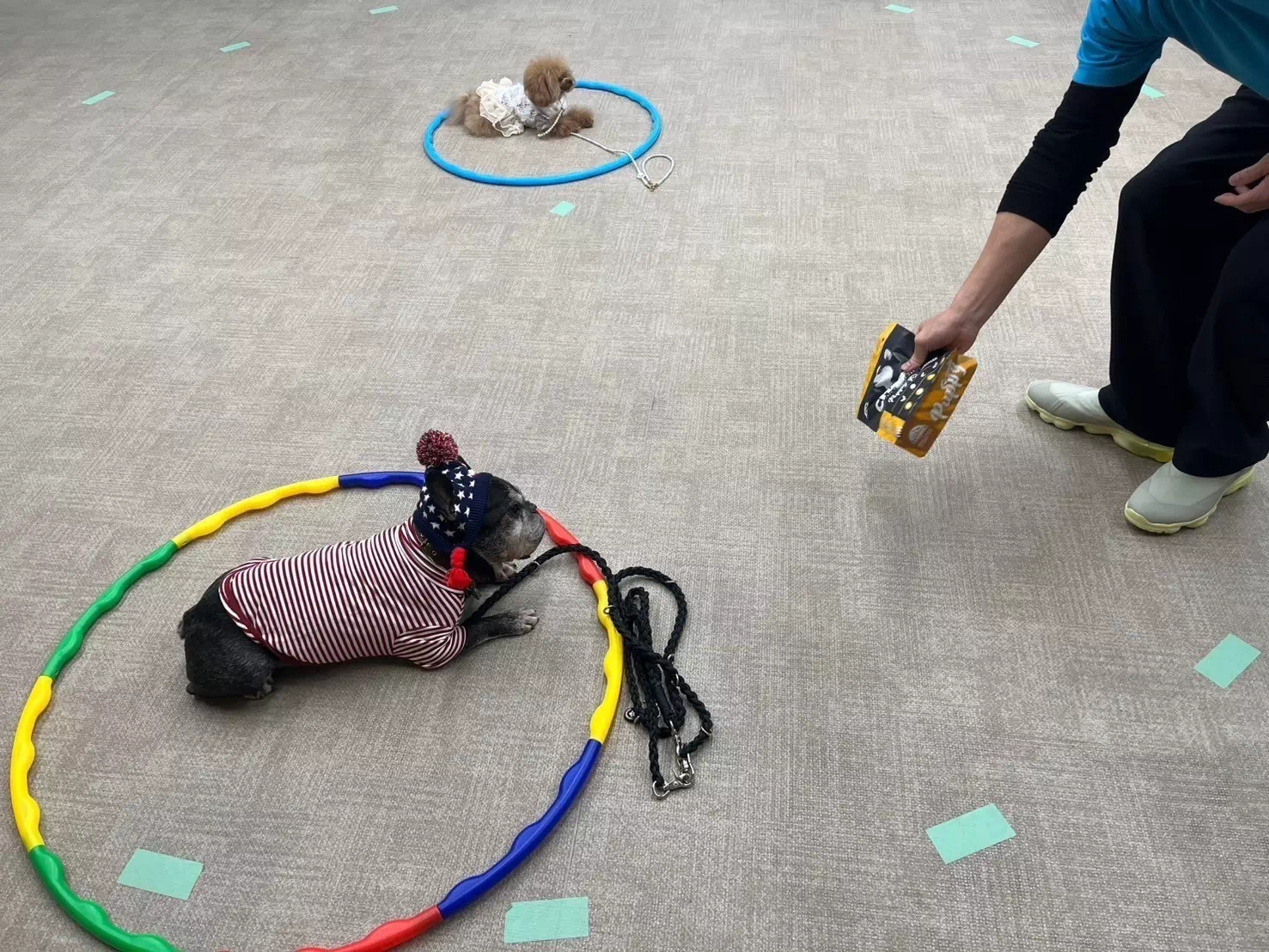 トイプードルの写真