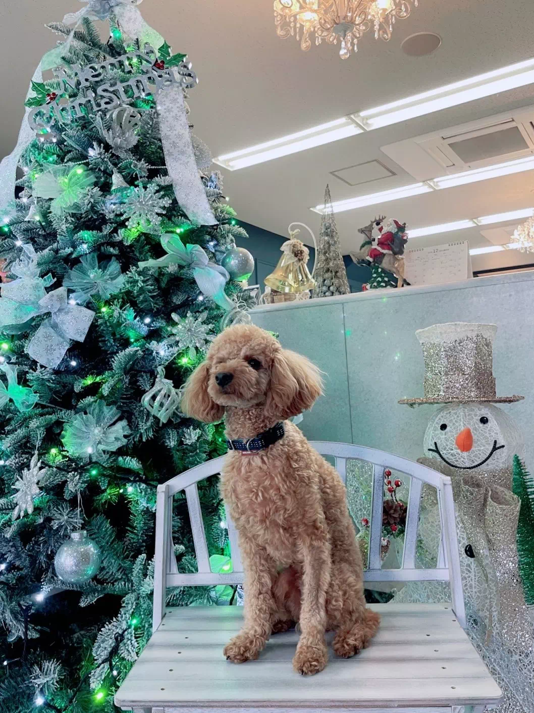 トイプードルの写真