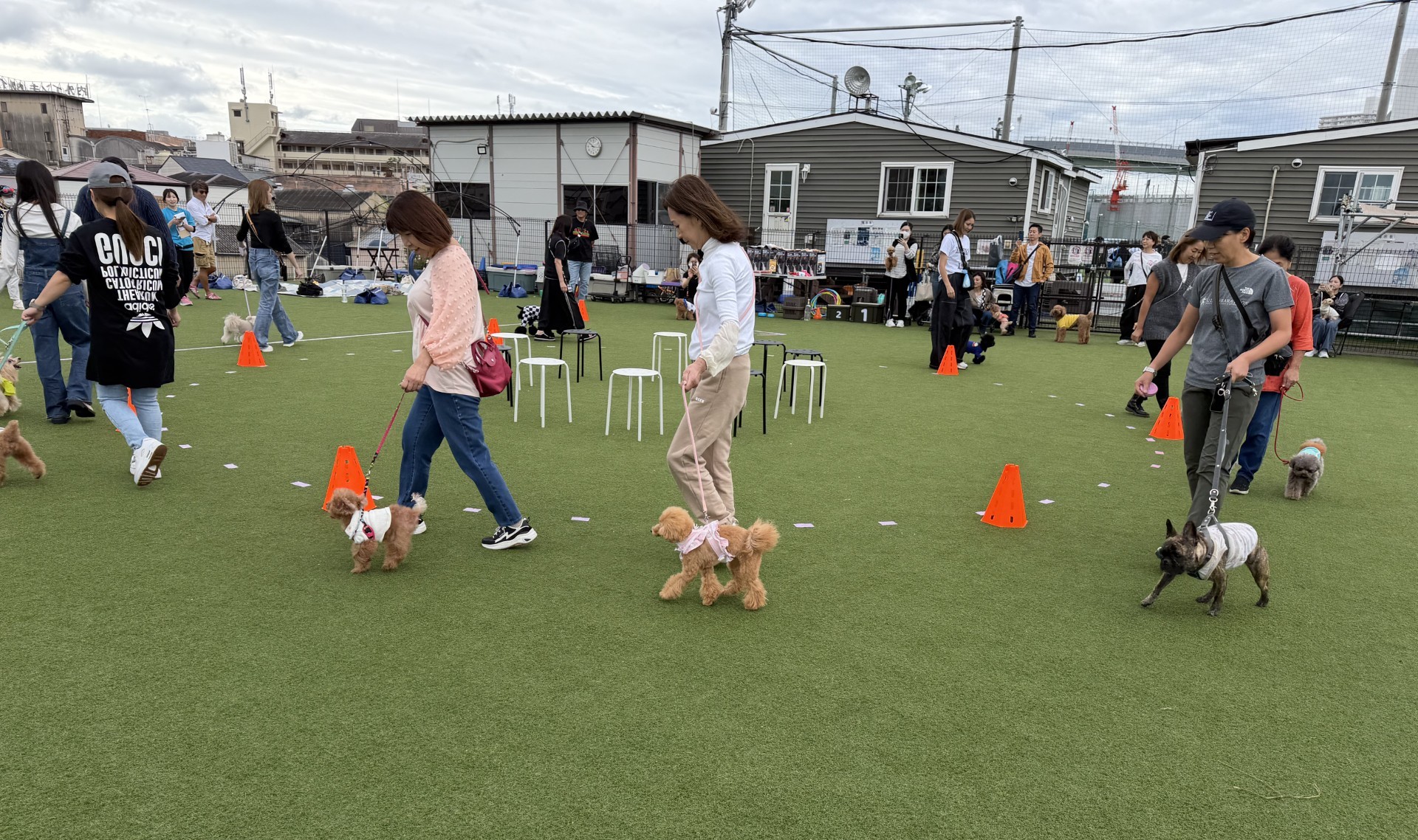 トイプードルの写真