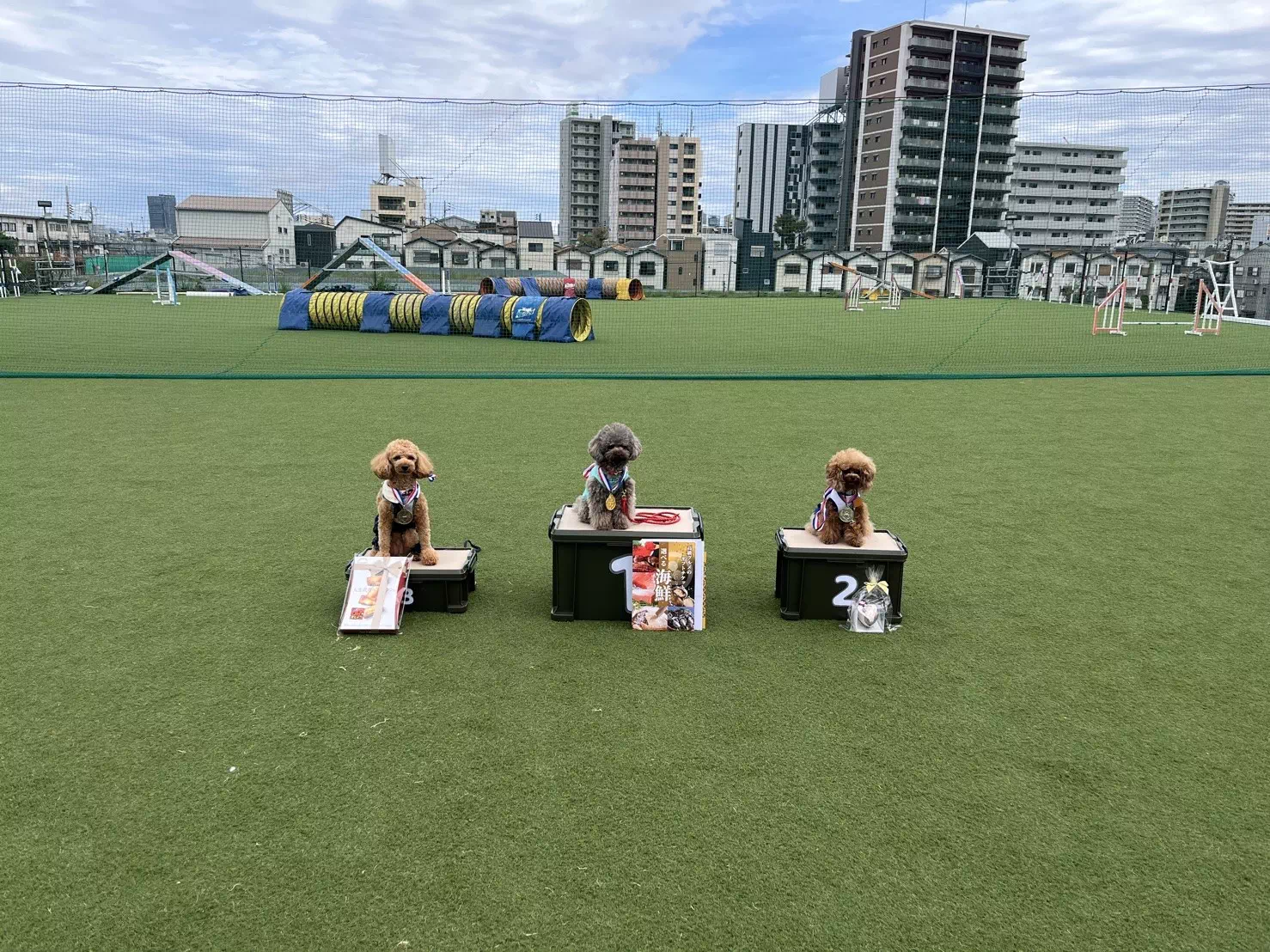 トイプードルの写真