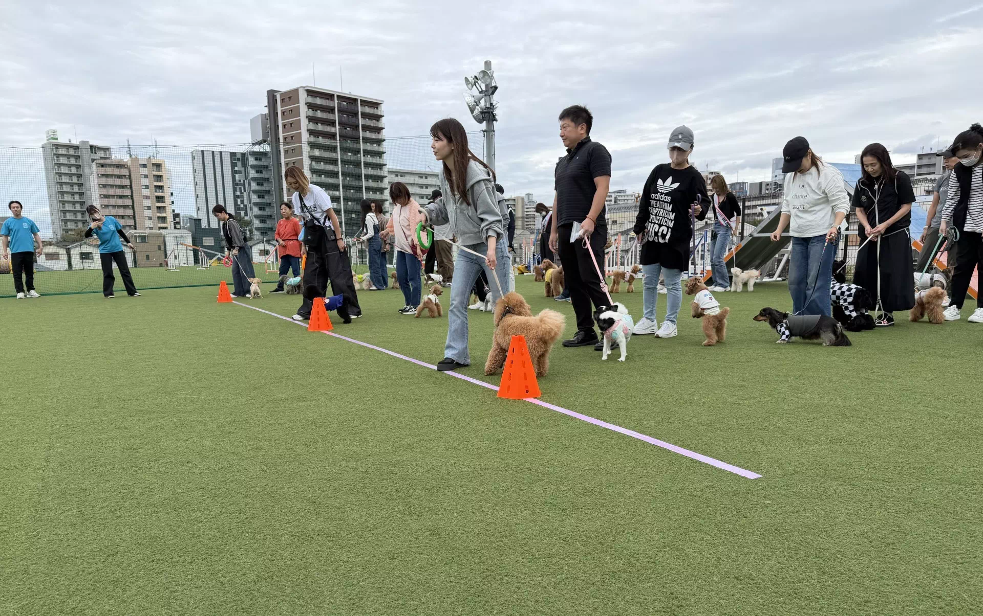 トイプードルの写真