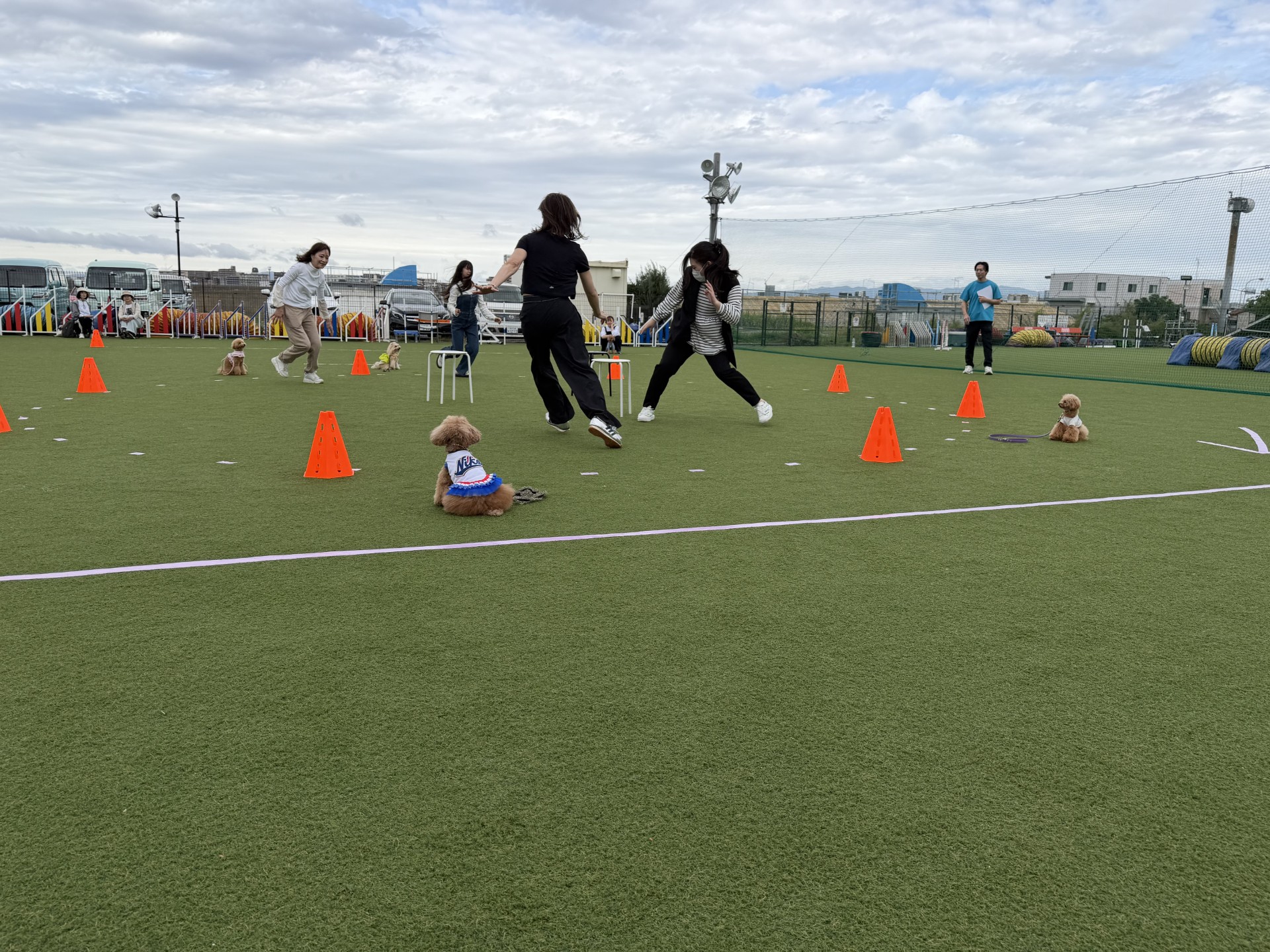 トイプードルの写真