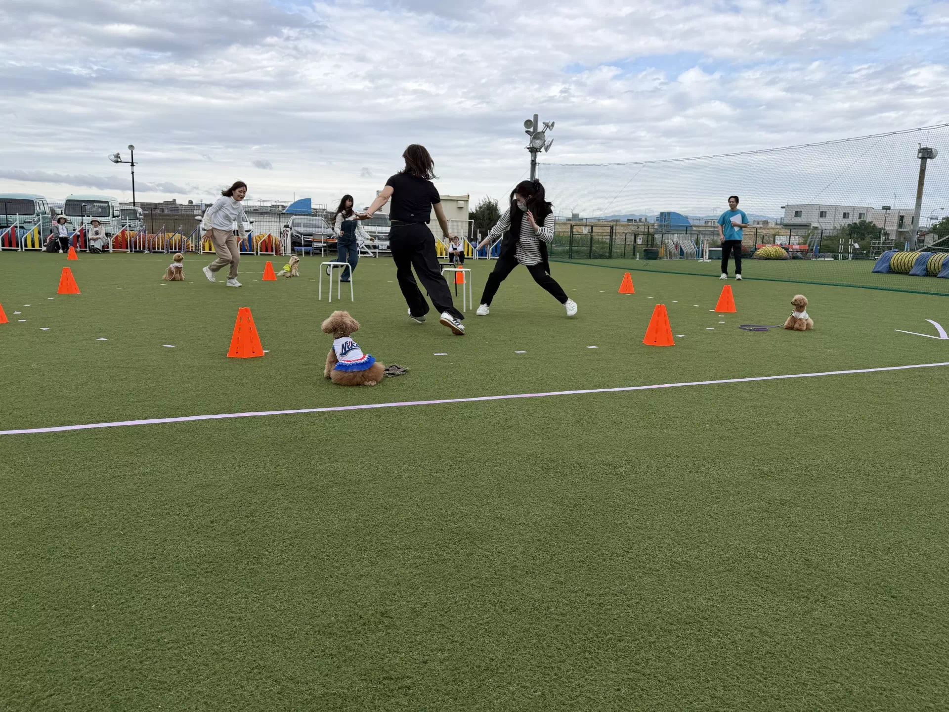 トイプードルの写真