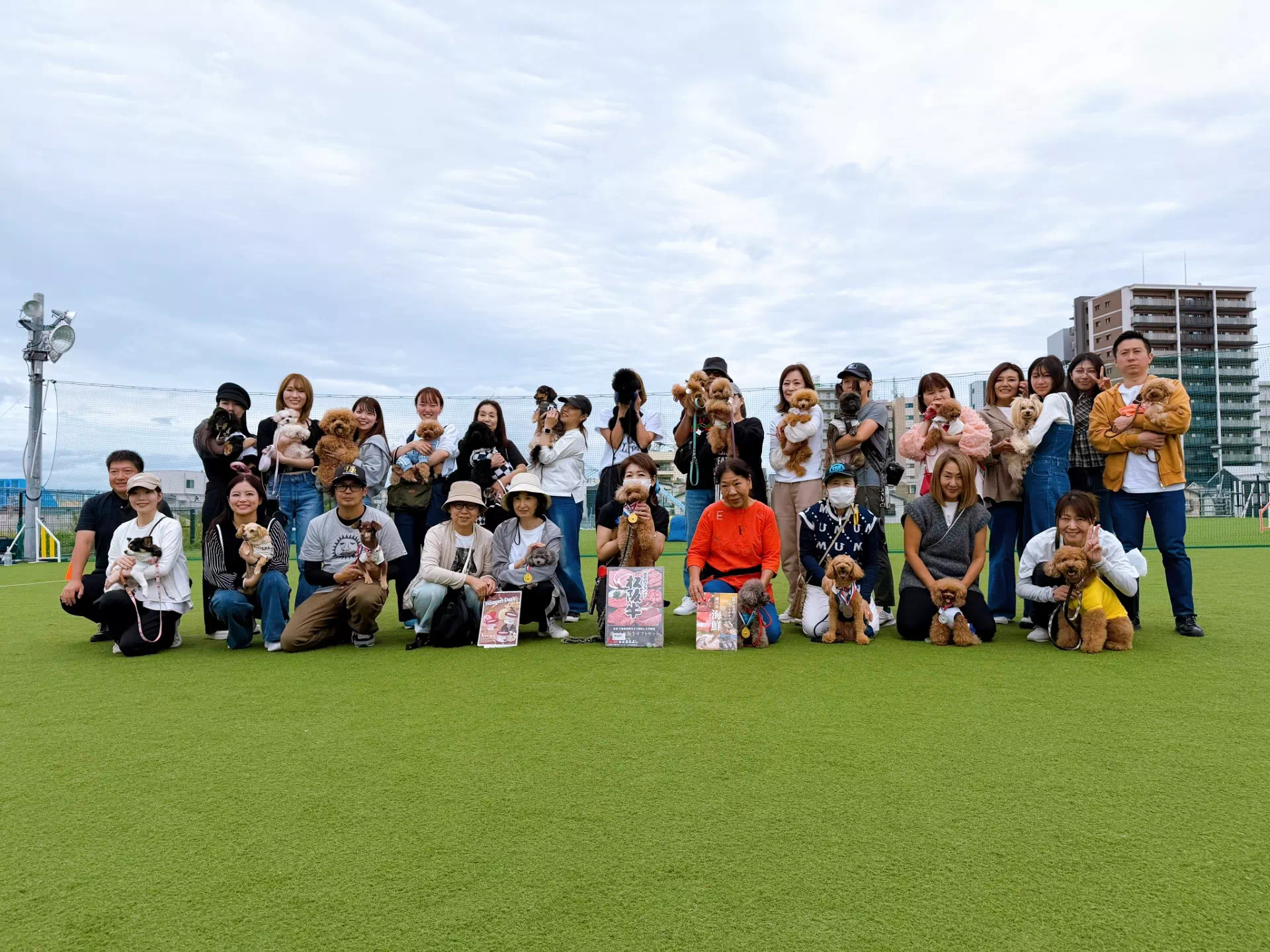 トイプードルの写真