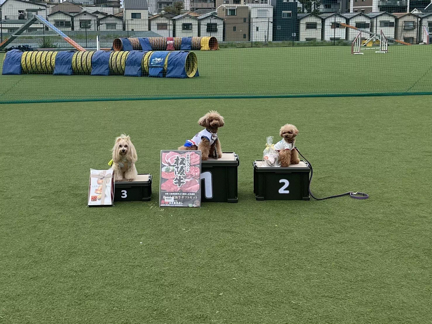 モデル犬の写真