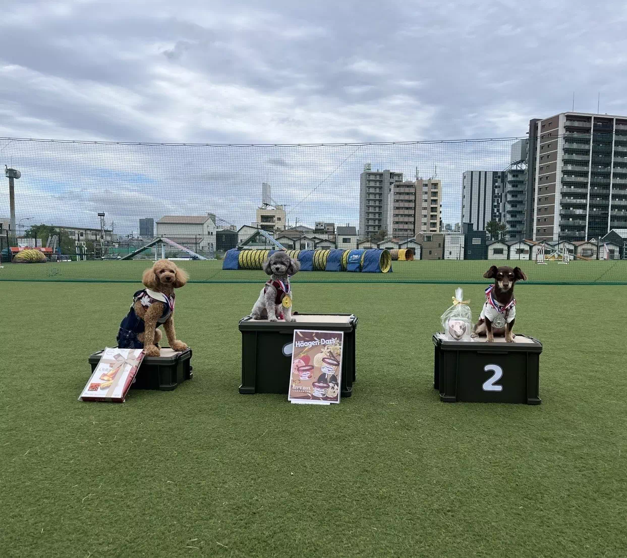 トイプードルの写真