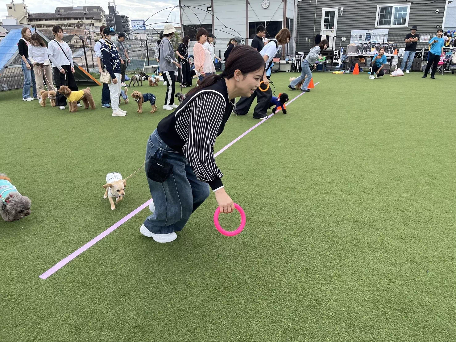 トイプードルの写真