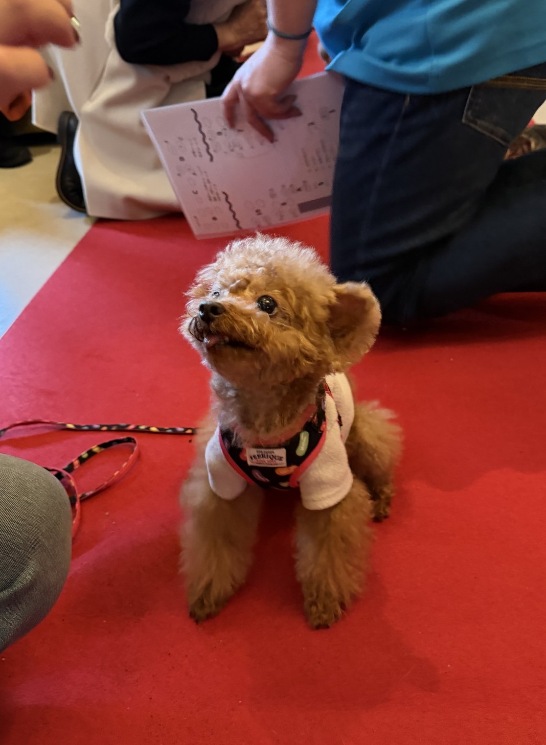 トイプードルの写真