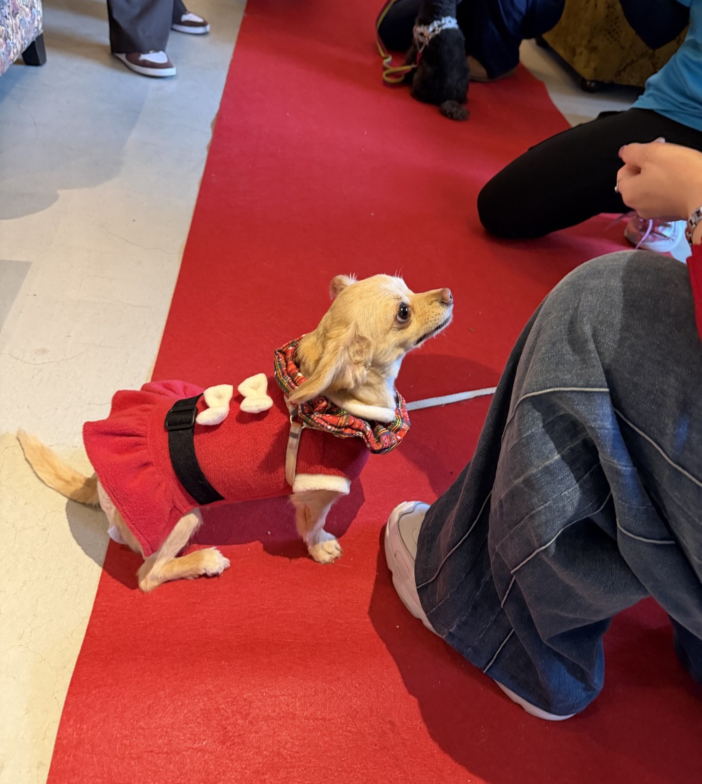 トイプードルの写真