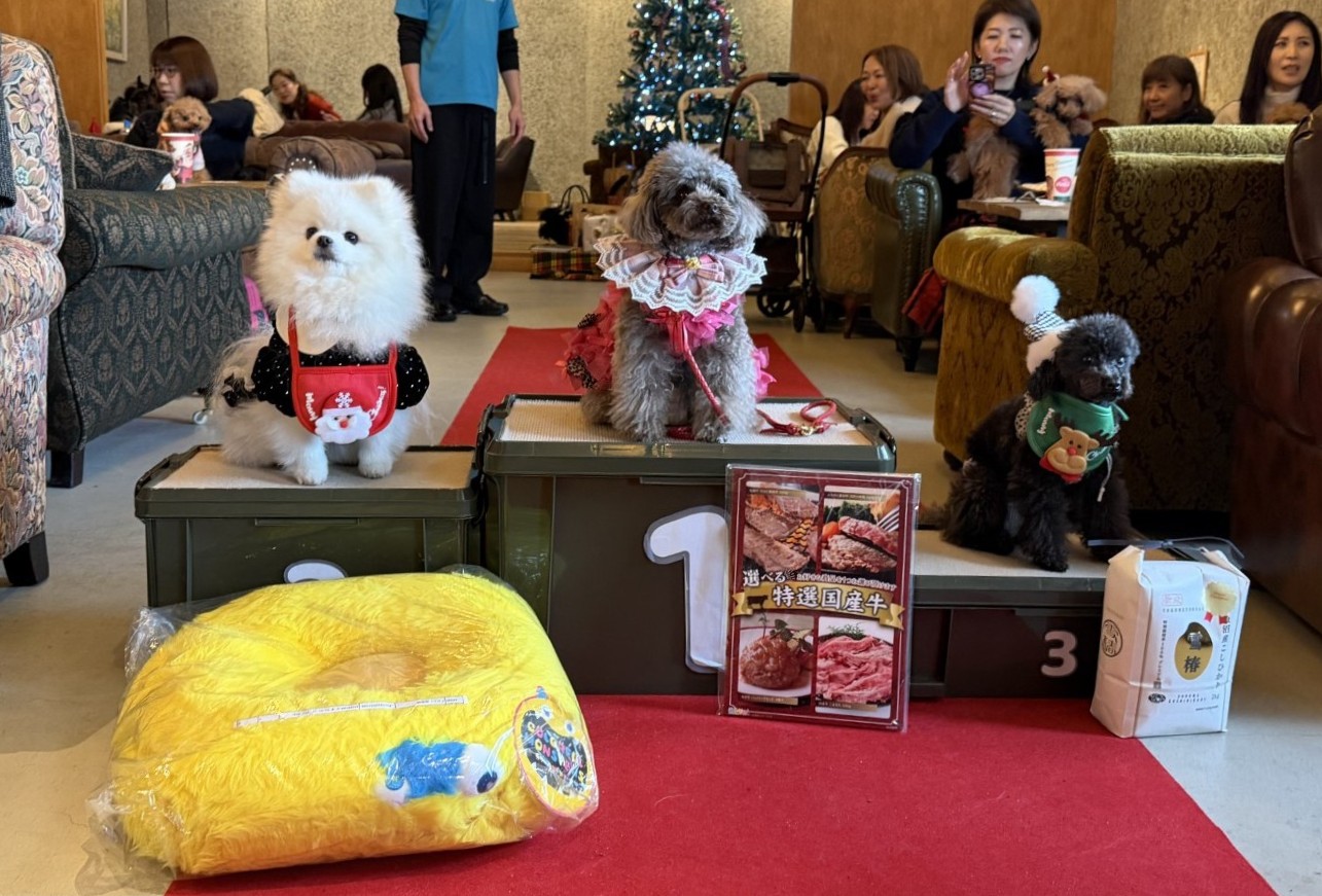 トイプードルの写真