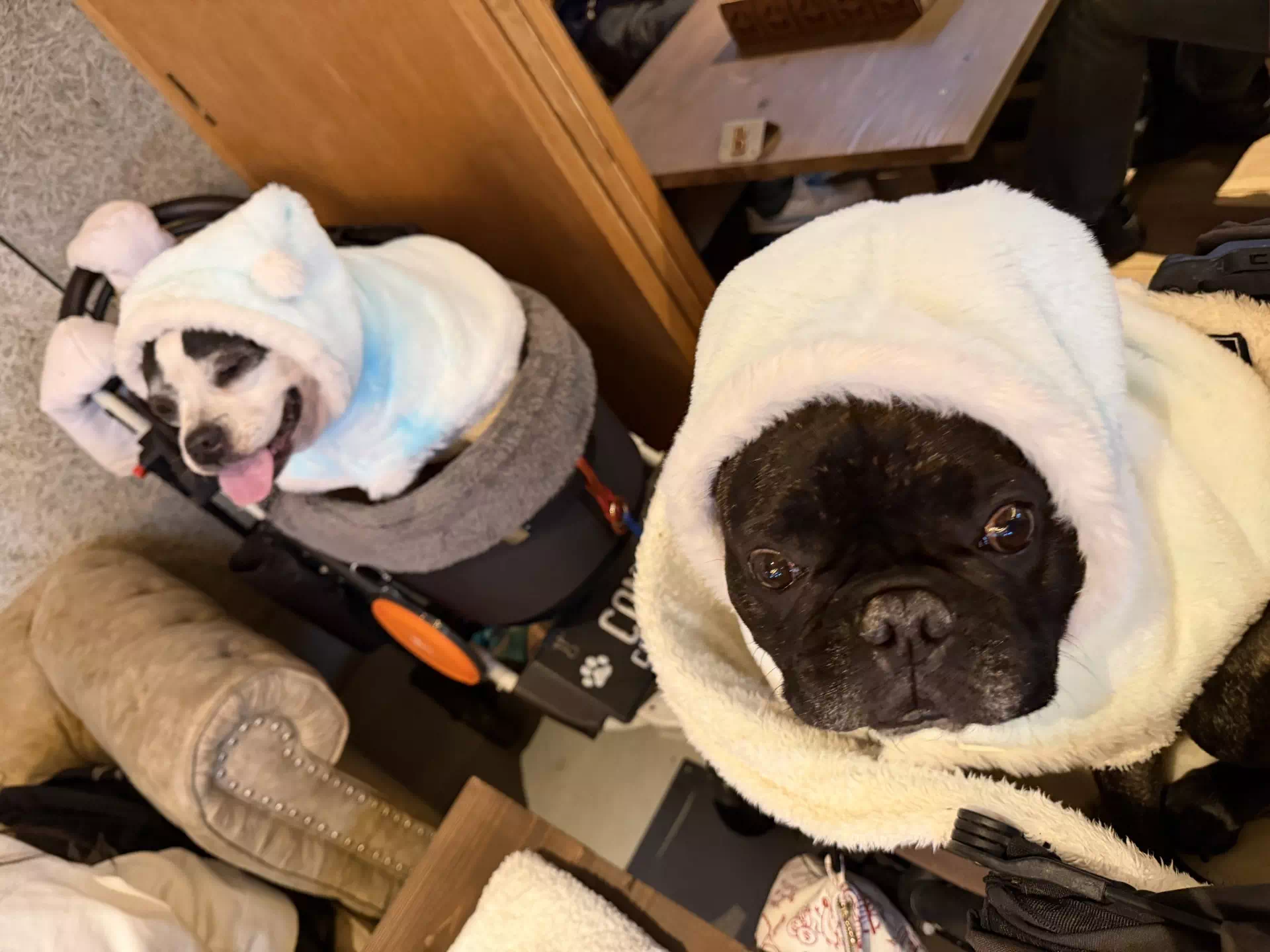 トイプードルの写真