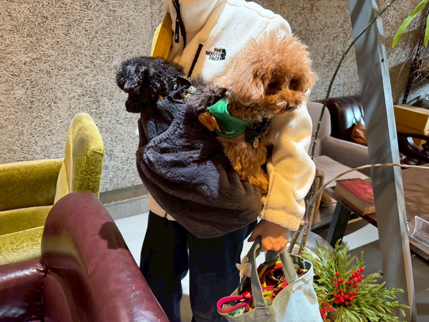 トイプードルの写真