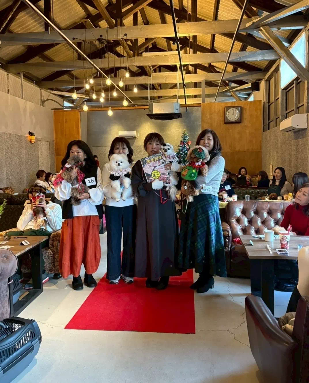 トイプードルの写真