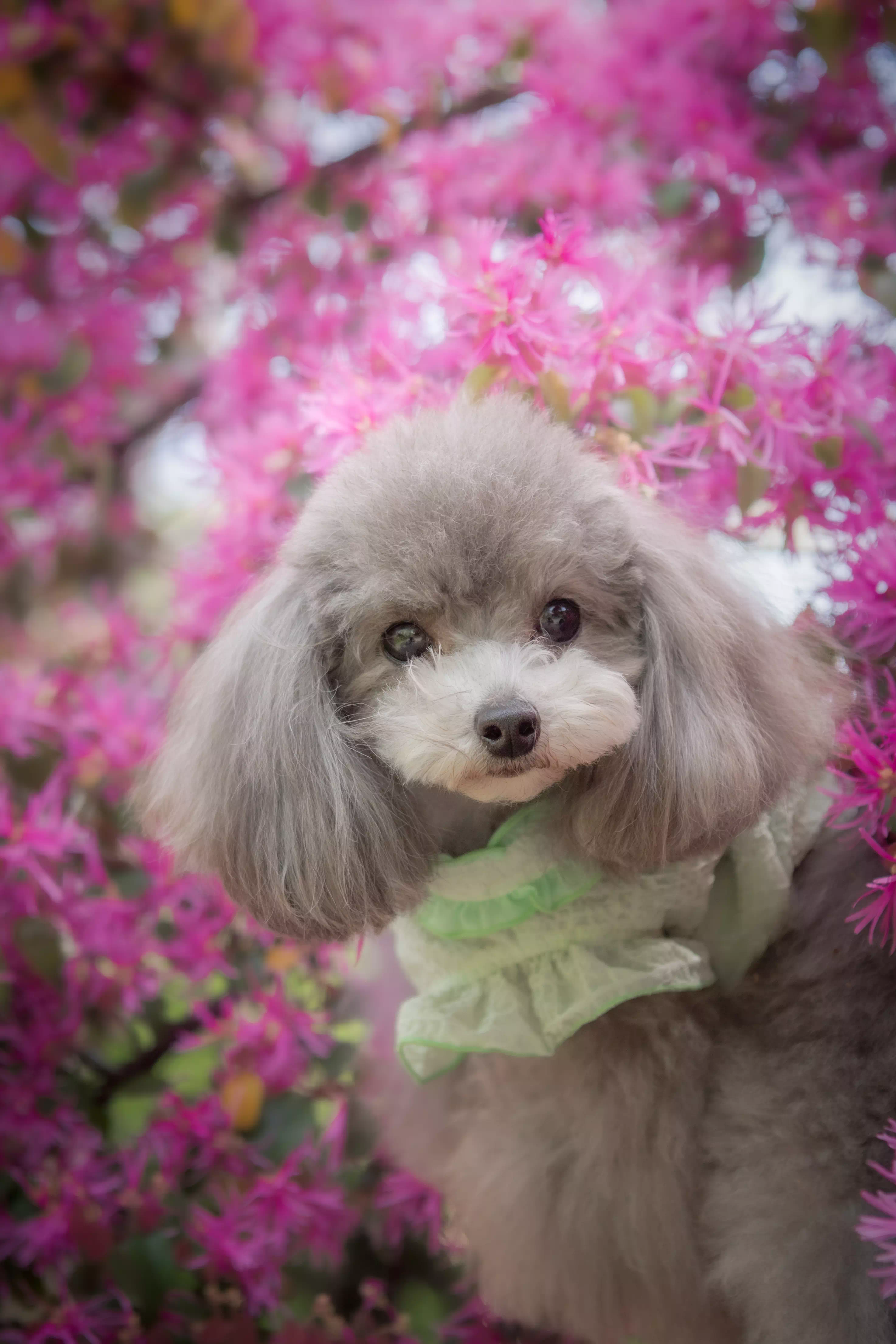 トイプードルの写真