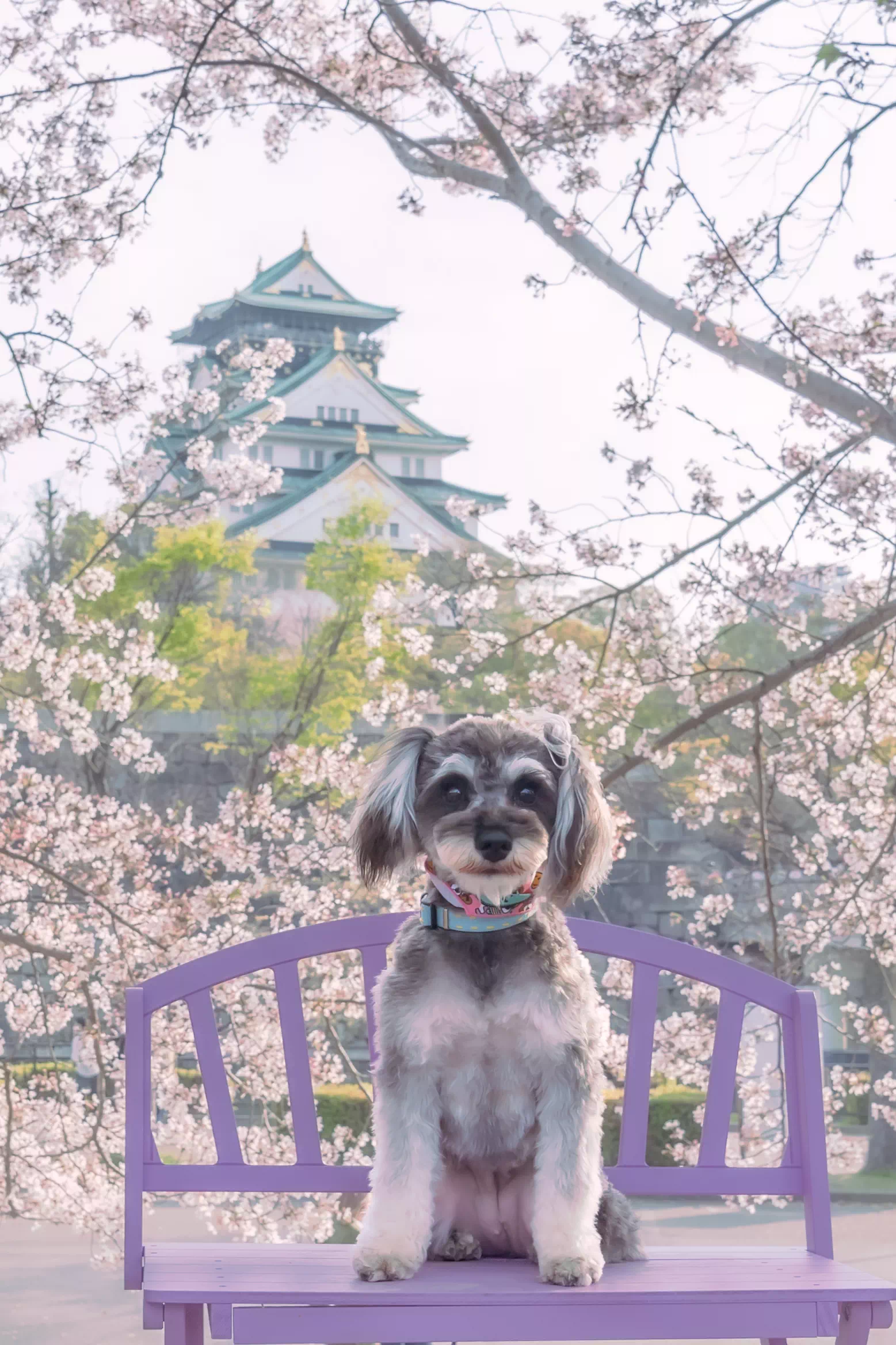 トイプードルの写真