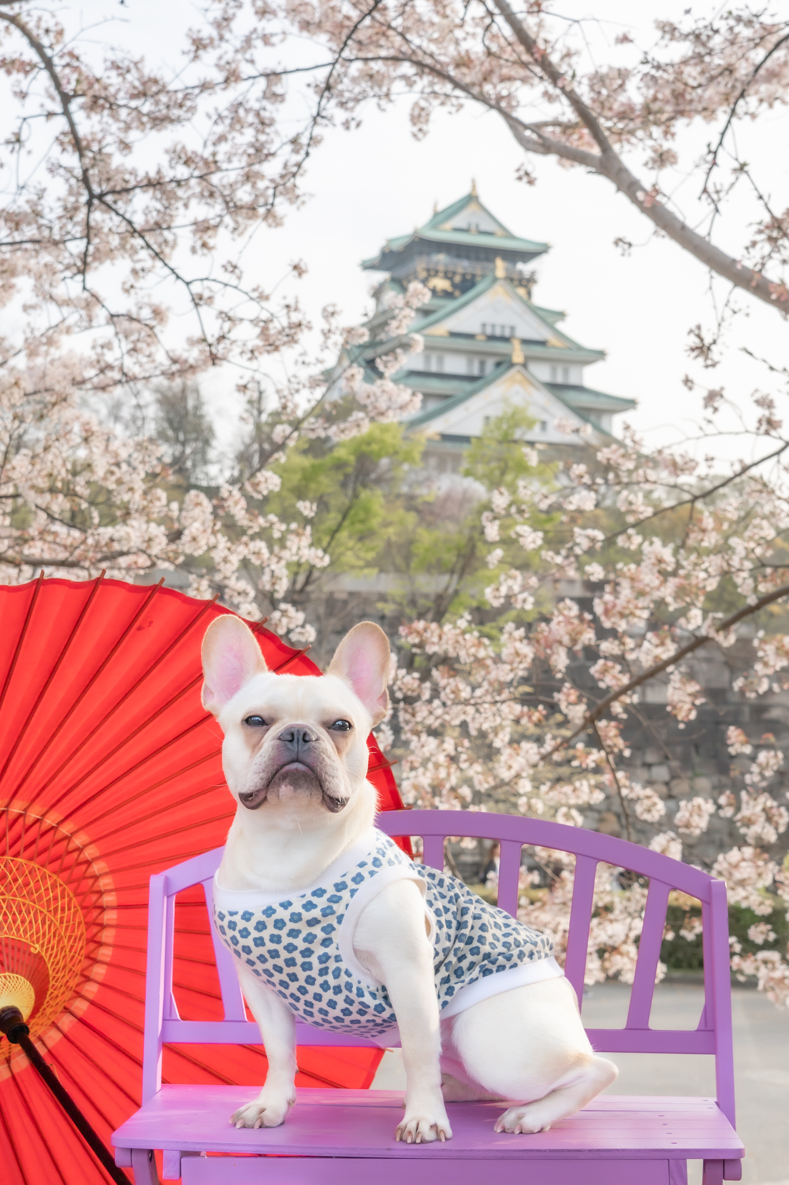 トイプードルの写真