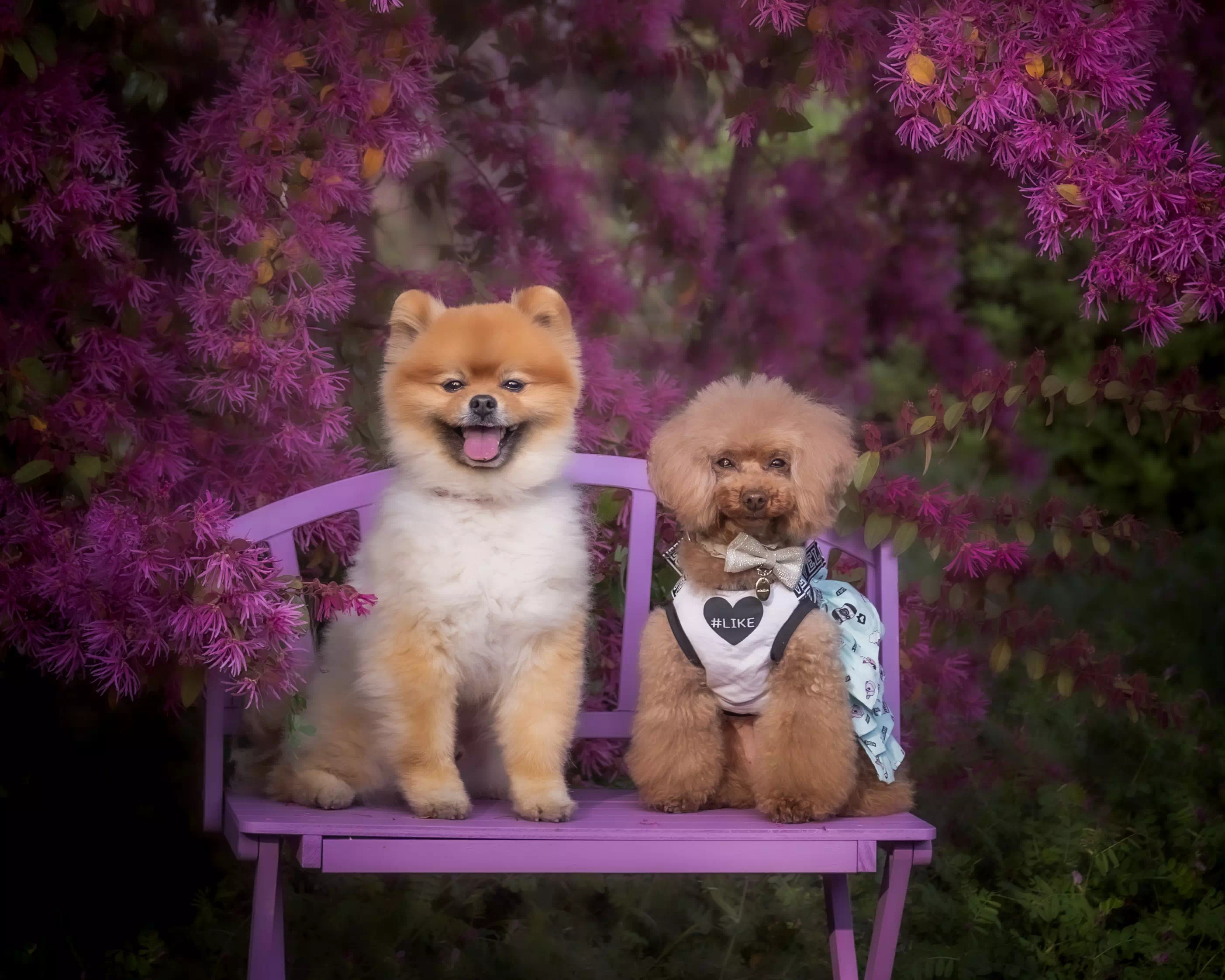 トイプードルの写真